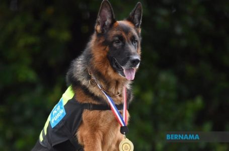 Tahniah Lao Wu! Anjing pertama terima pingat ‘Jasamu Dikenang’