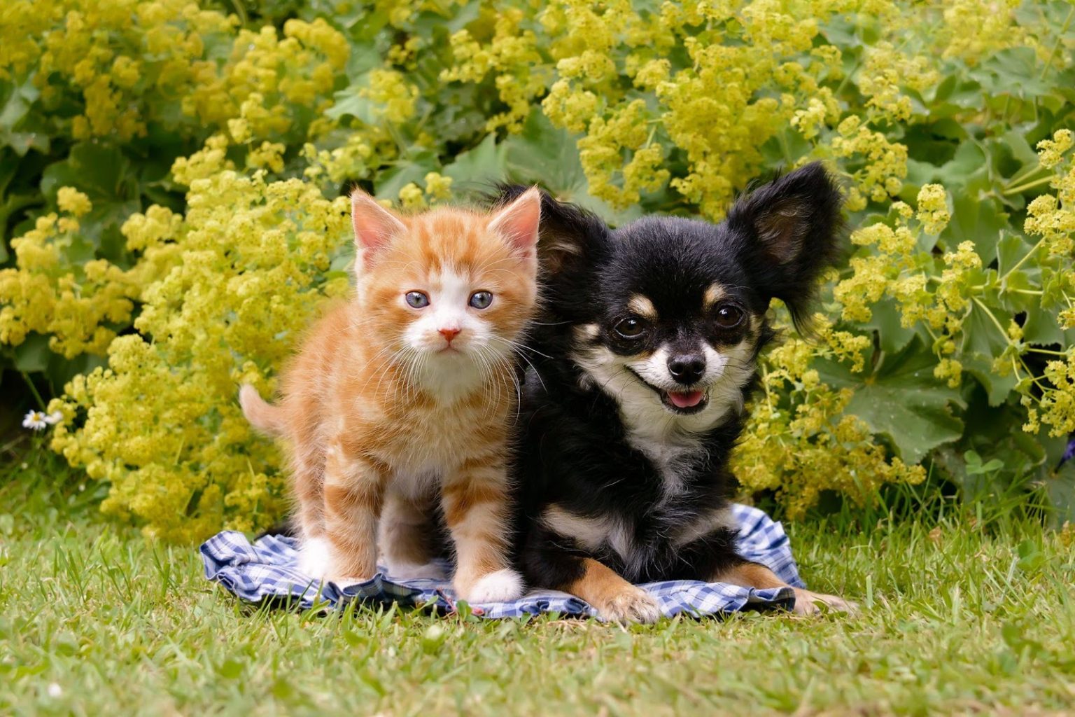 Perbezaan karakter pemilik anjing vs pemilik kucing - Aiskrim Potong