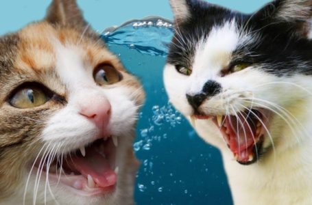 Sebab kenapa kucing benci air?