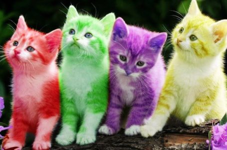 Sombongnya Si Putih Nie! Kenali Personaliti Kucing Ikut Warna Bulu