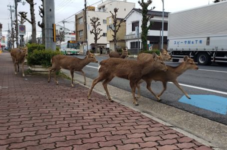 Haiwan bermaharajalela di Jalanan Semasa Tempoh Kuarantin