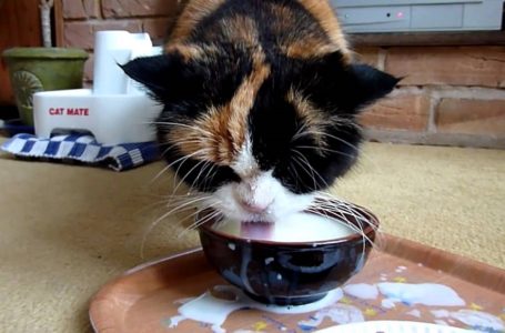 Sayangkan Kucing? Berhenti Beri 5 Makanan Ini Pada Kucing