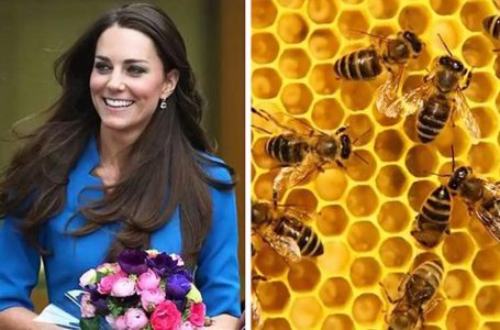 Biar Betul? Racun Lebah Buatkan Kulit Kelihatan Lebih Muda