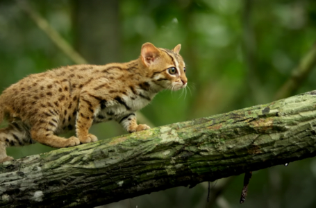 Comel Tapi Lincah! Baka Kucing Paling Kecil Di Dunia