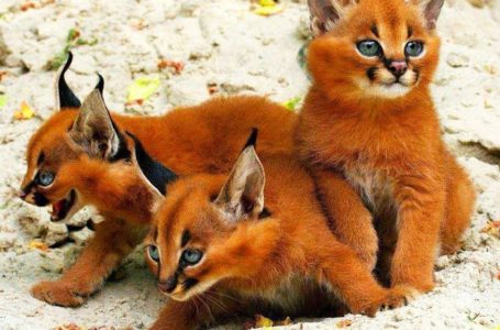 10 Kucing Paling Terkenal Yang Mempunyai Jutaan Pengikut Instagram Di Seluruh Dunia