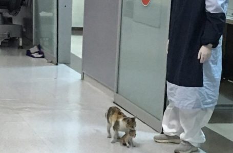 Alahai Pandainyer! Ibu Kucing Bawa Anaknya Ke Hospital Untuk Mendapatkan Rawatan
