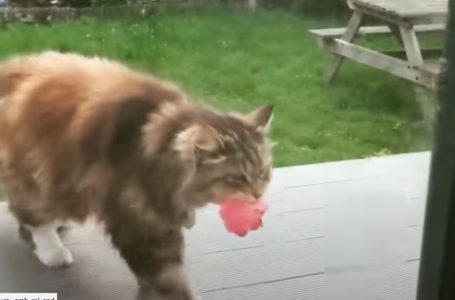 Kucing Romantik Kirim Sekuntum Bunga Setiap Hari Kepada Seorang Wanita