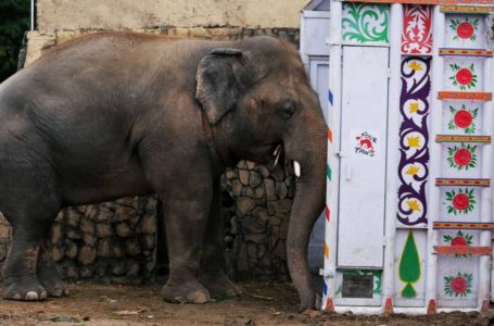 35 Tahun Hidup Derita, Gajah Paling Sepi Di Dunia Akhirnya Bebas!