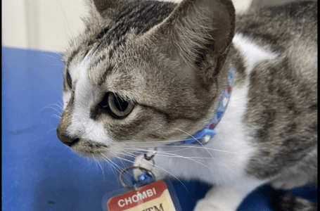Kucing Ini Bakal Bergelar Graduan PhD Dalam Bahasa Meow Di UTM